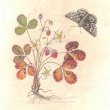 Wild Strawberries-Colored pencils by Dorota Haber-Lehigh